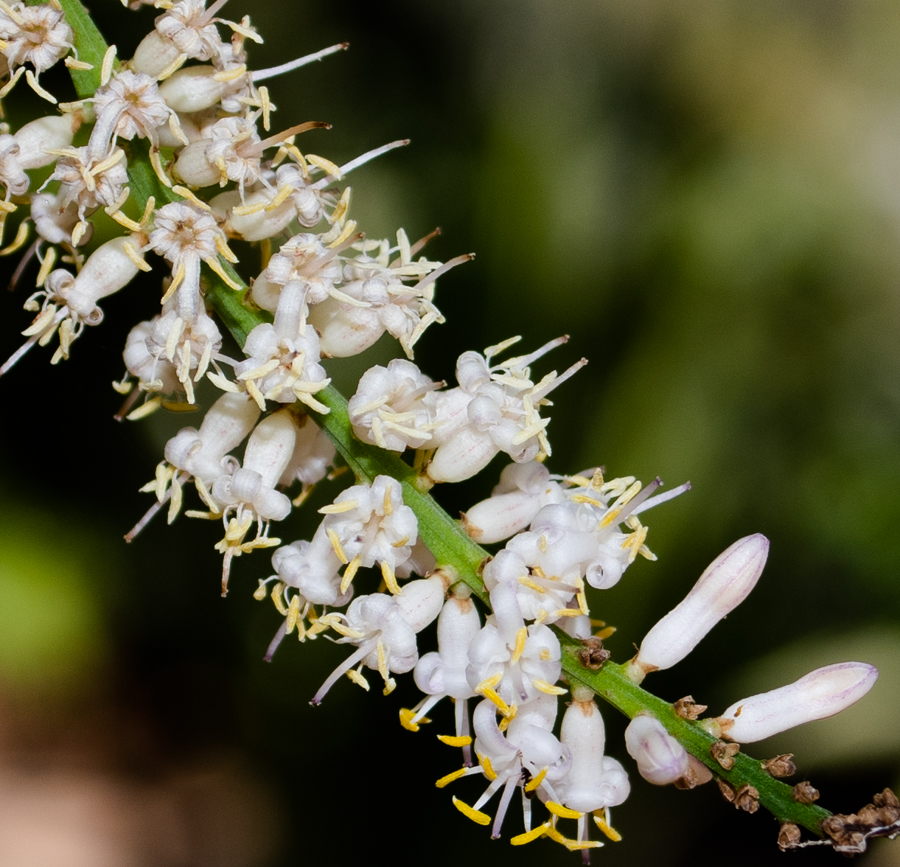 Изображение особи Cordyline petiolaris.