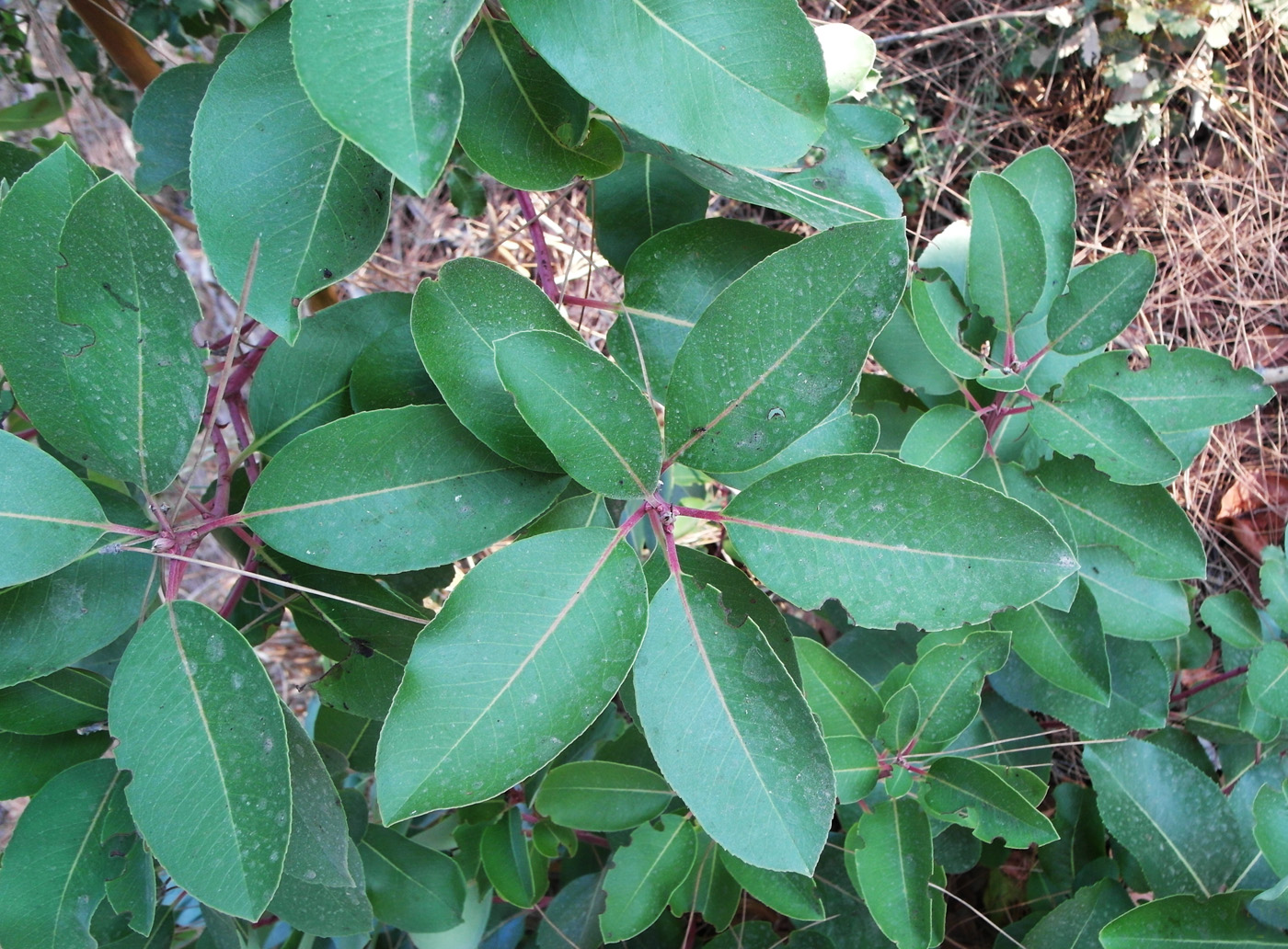 Image of Arbutus andrachne specimen.