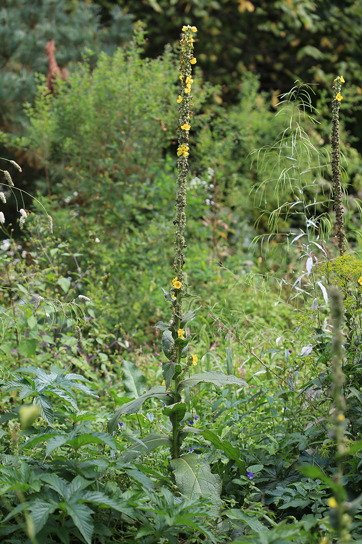 Изображение особи Verbascum densiflorum.