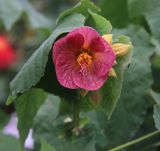Abutilon &times; hybridum