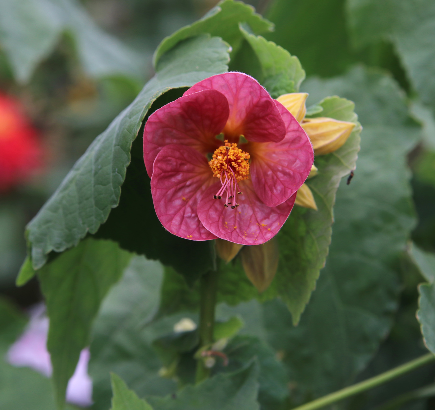 Изображение особи Abutilon × hybridum.
