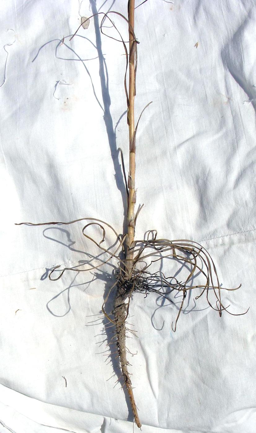 Image of genus Tragopogon specimen.