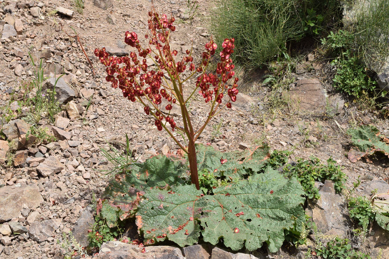 Image of Rheum maximowiczii specimen.