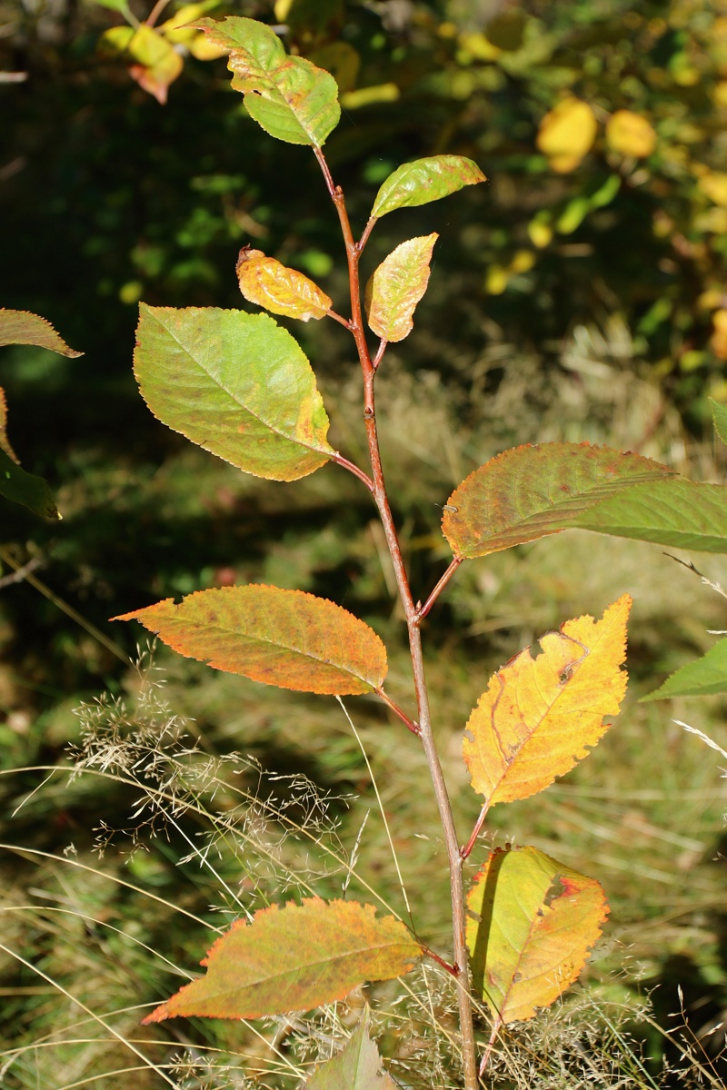 Изображение особи Cerasus vulgaris.