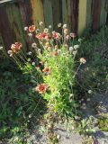 genus Gaillardia