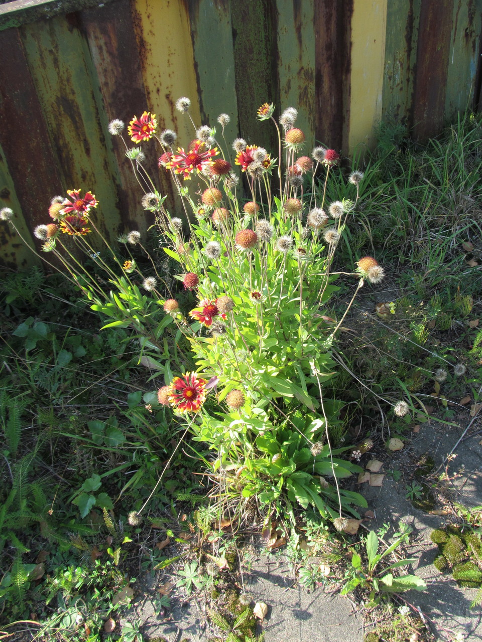 Изображение особи род Gaillardia.