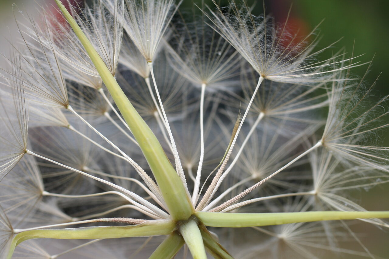 Image of Tragopogon porrifolius ssp. longirostris specimen.