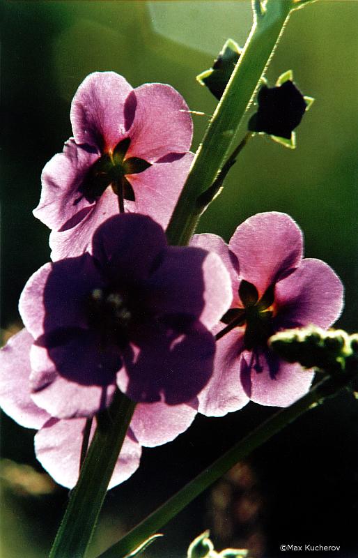 Изображение особи Verbascum phoeniceum.