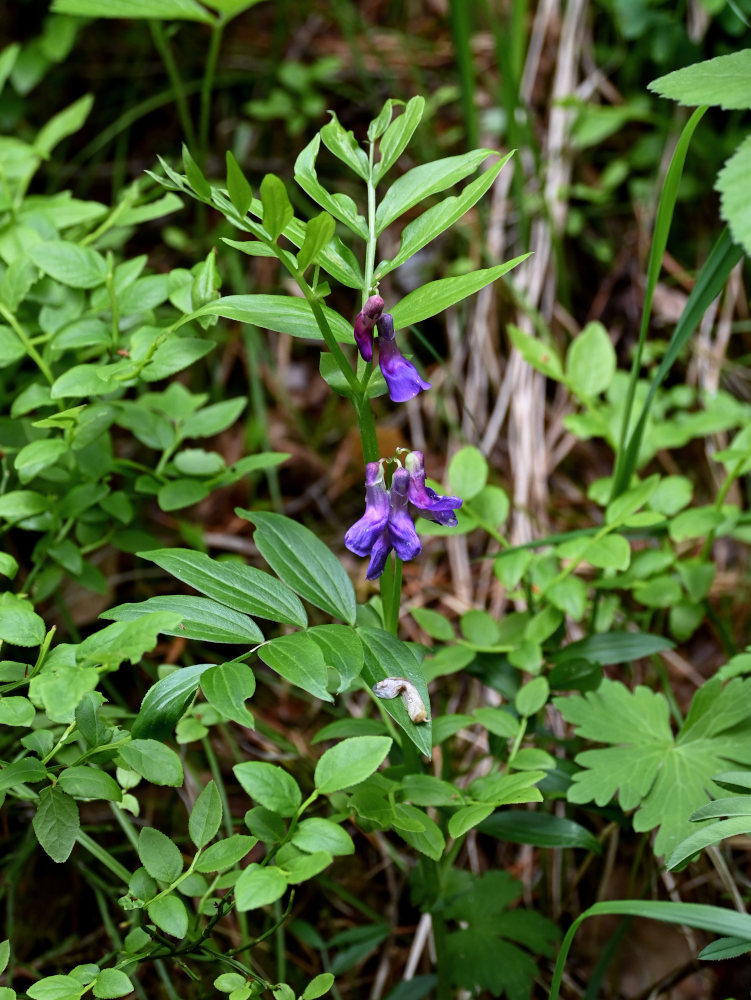 Изображение особи Lathyrus frolovii.