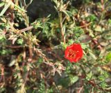 Portulaca grandiflora. Цветок и верхушка побега с плодами. Болгария, Бургасская обл., село Оризаре, на альпийской горке, в культуре. 13.09.2021.