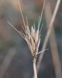 Hordeum bulbosum