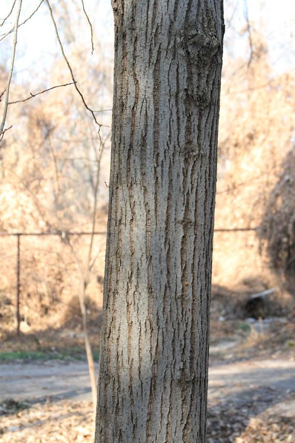 Image of Tilia americana specimen.