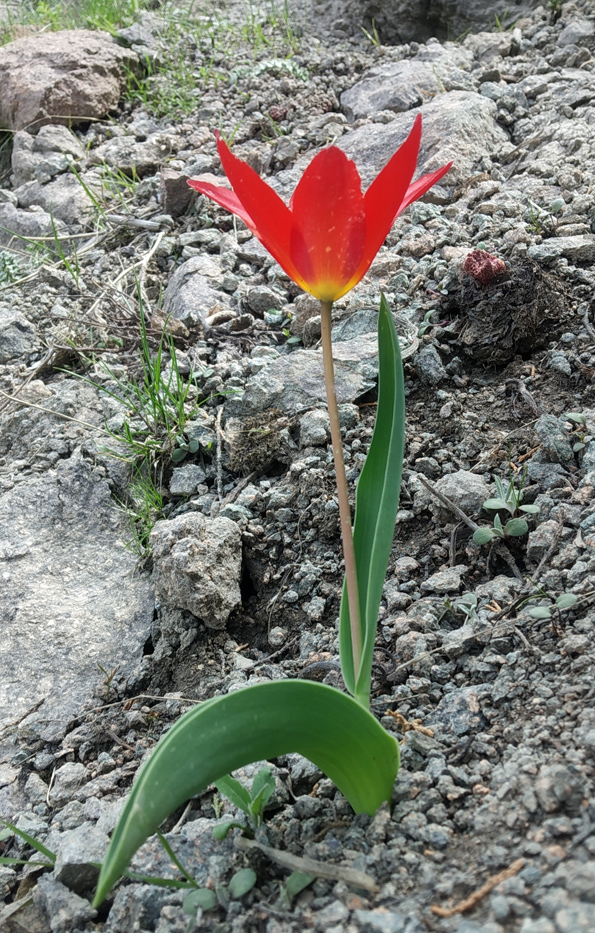 Image of Tulipa vvedenskyi specimen.