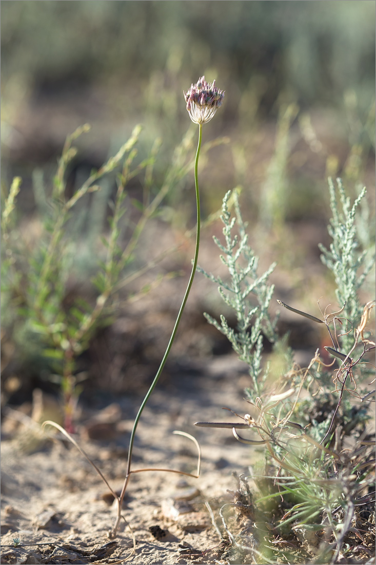 Image of genus Allium specimen.