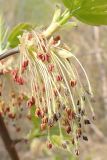 Acer negundo. Соцветия. Хабаровский край, окр. г Комсомольск-на-Амуре, опушка смешанного леса. 15.05.2023.