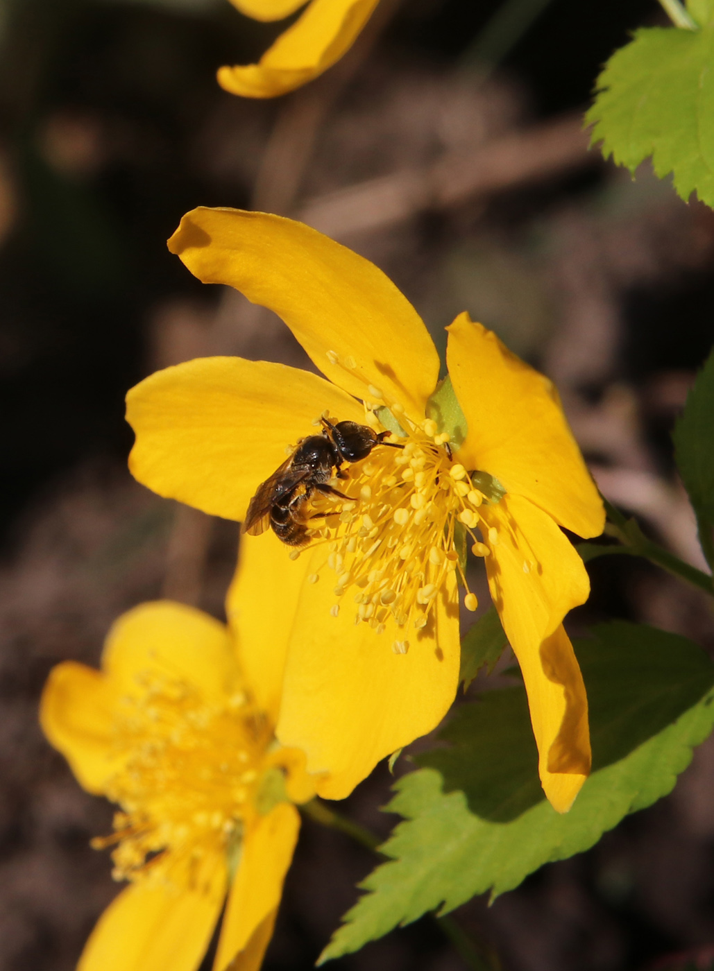 Image of Kerria japonica specimen.