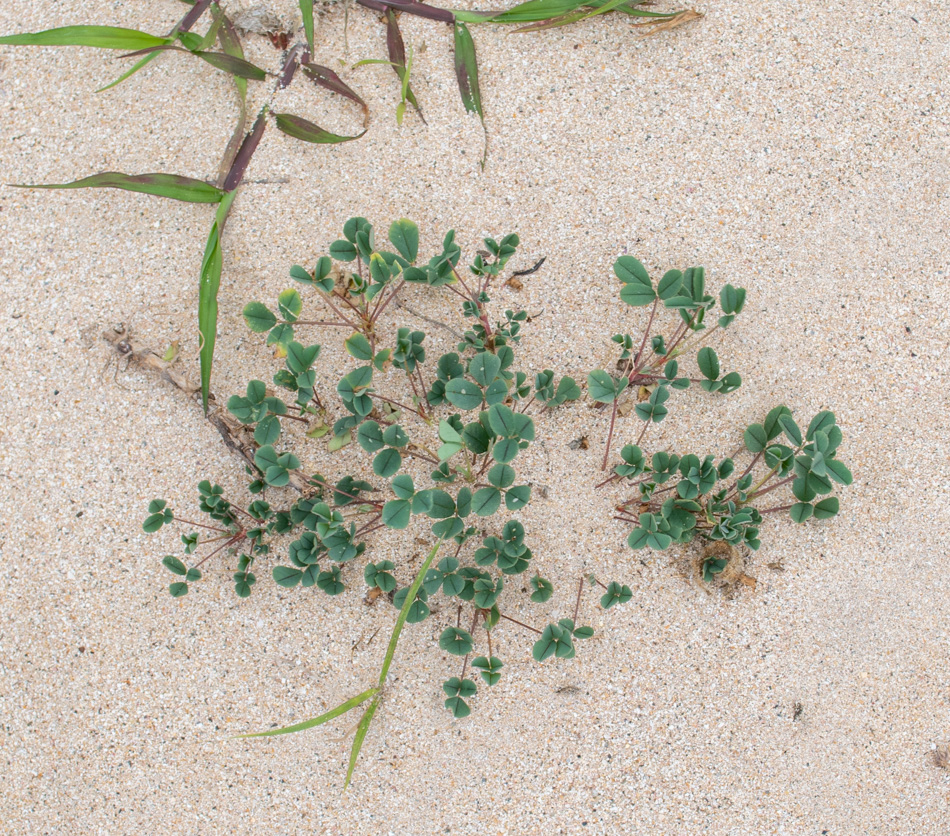 Image of Medicago lupulina specimen.