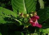 Impatiens glandulifera. Верхушка расцветающего растения. Московская обл., ГО Подольск, усадьба \"Дубровицы\", берег р. Пахра. 03.07.2023.