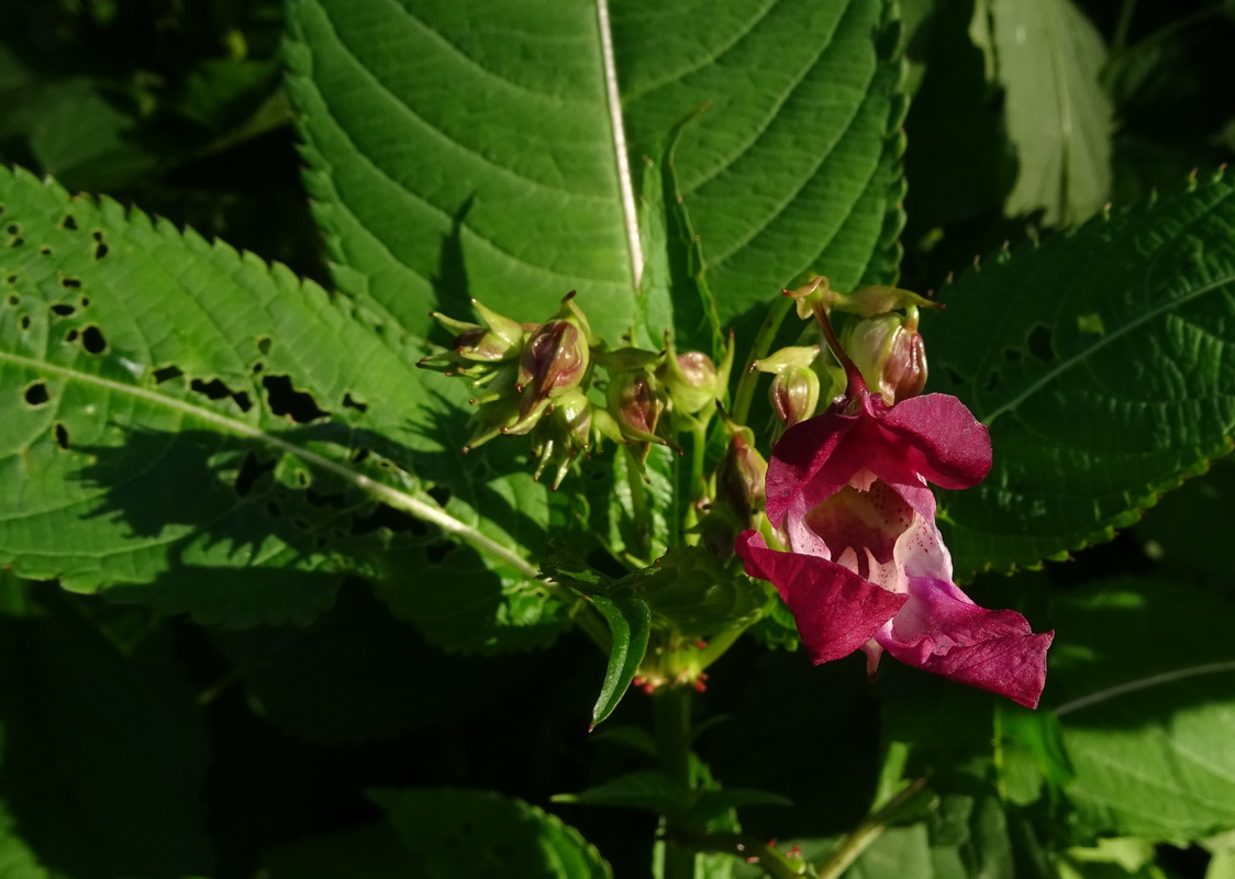 Image of Impatiens glandulifera specimen.