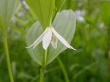 Disporum smilacinum