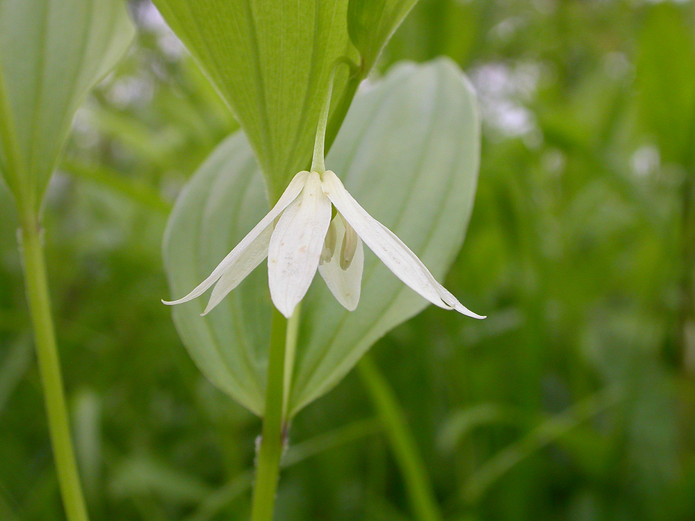 Изображение особи Disporum smilacinum.