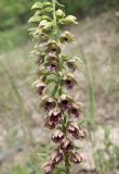 Epipactis helleborine