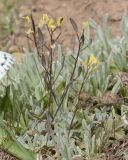 Draba tibetica