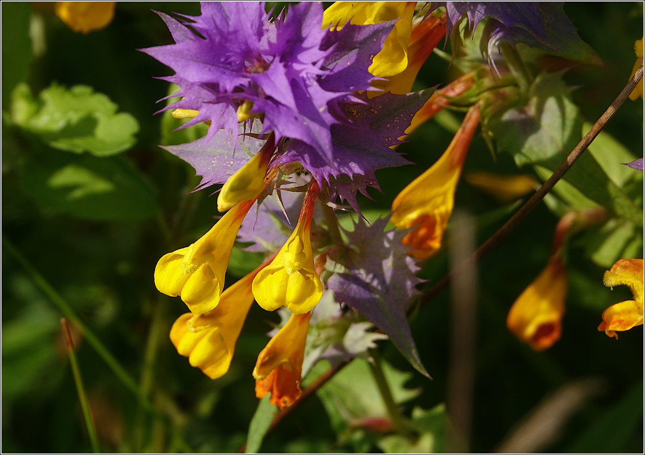 Image of Melampyrum nemorosum specimen.