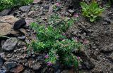 Trifolium pacificum