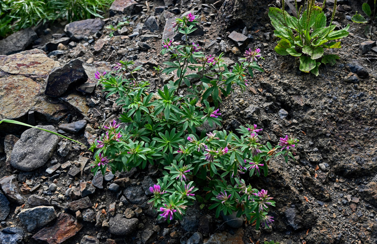 Изображение особи Trifolium pacificum.