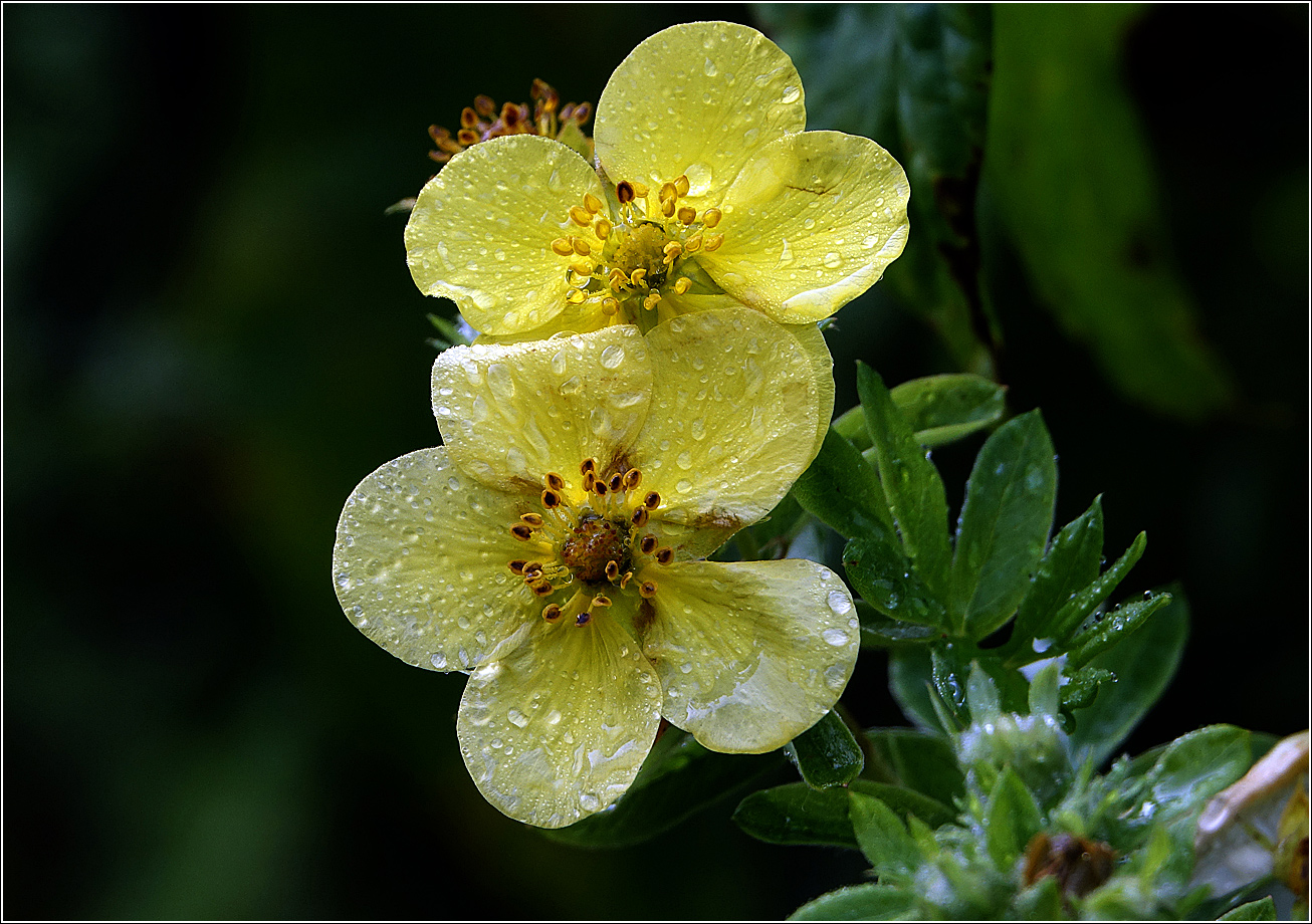 Изображение особи Dasiphora fruticosa.