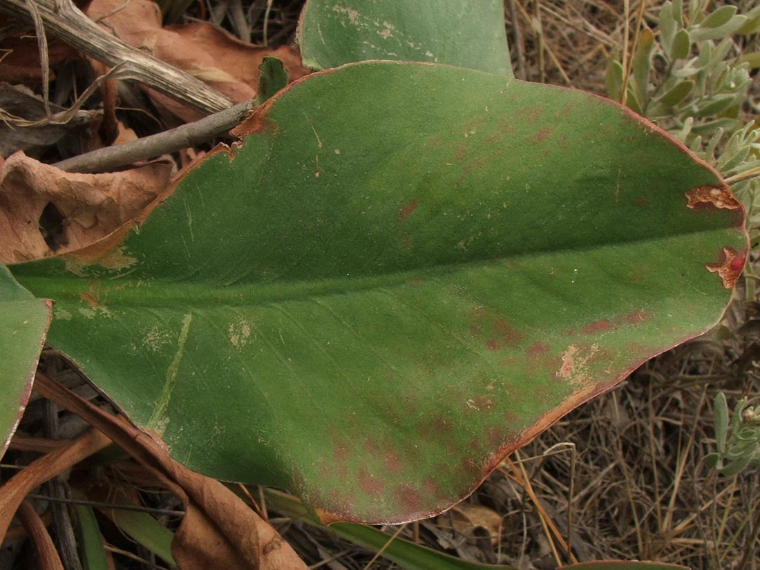 Image of Limonium scoparium specimen.