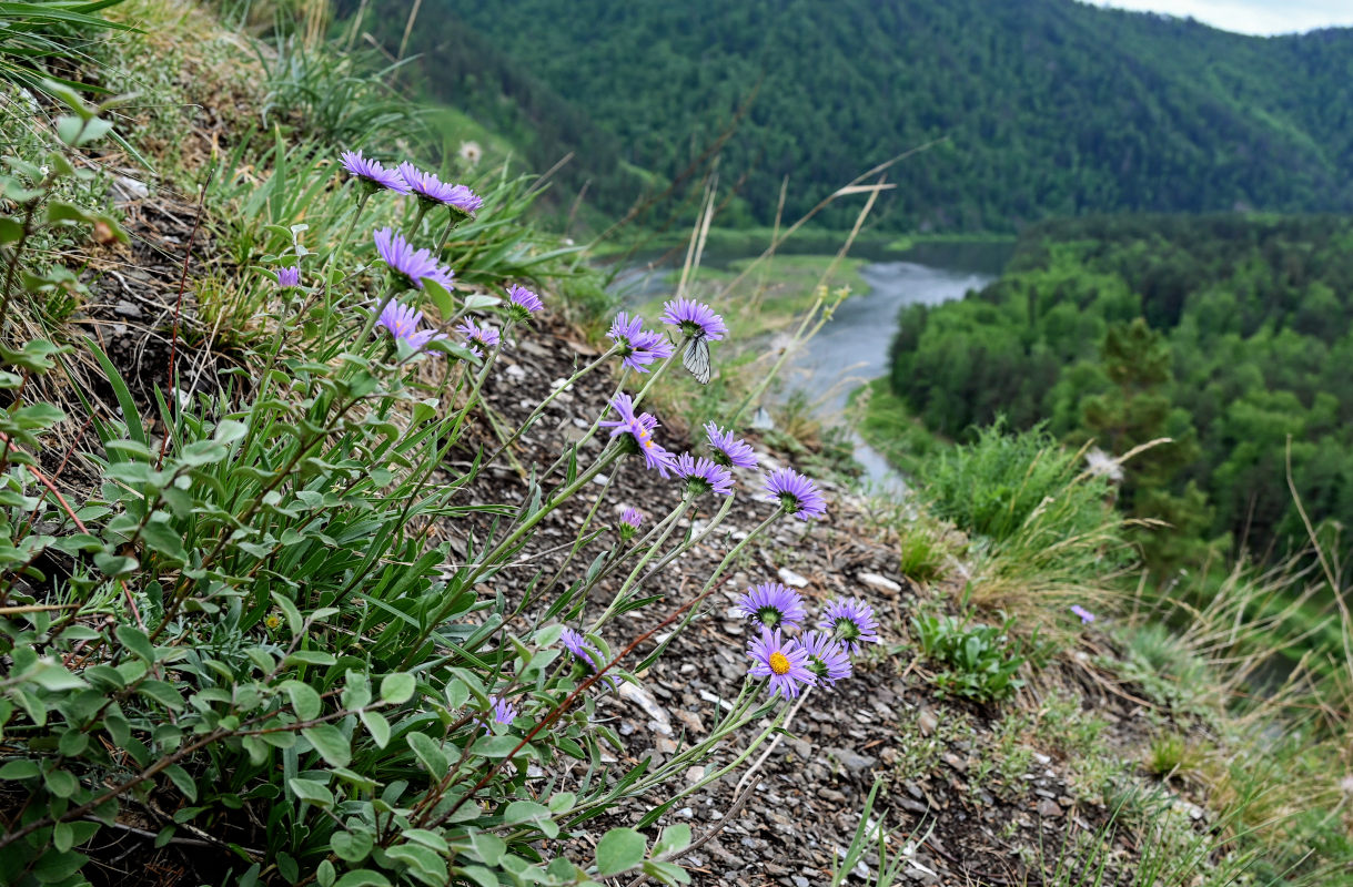 Изображение особи Aster alpinus.