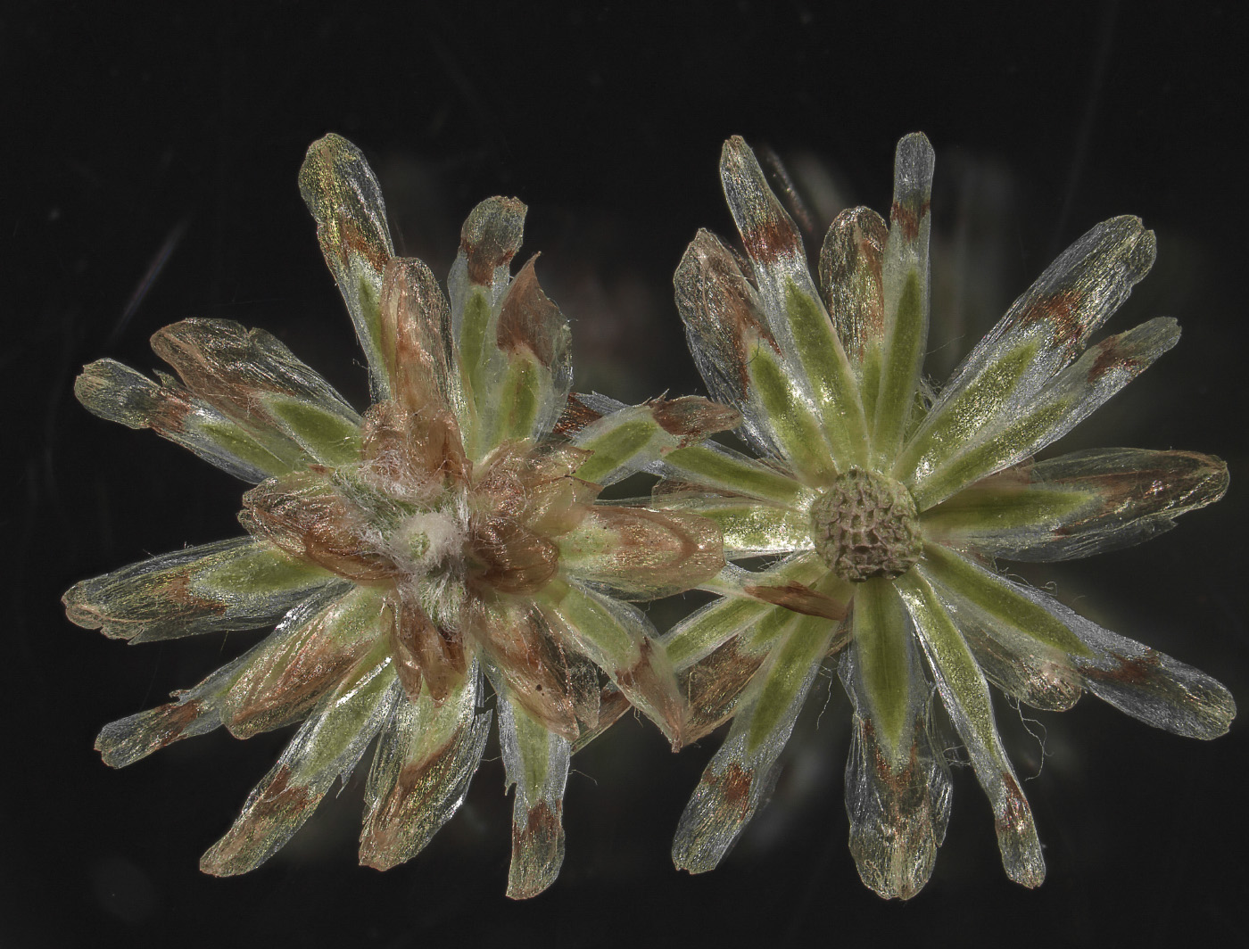 Image of Omalotheca sylvatica specimen.
