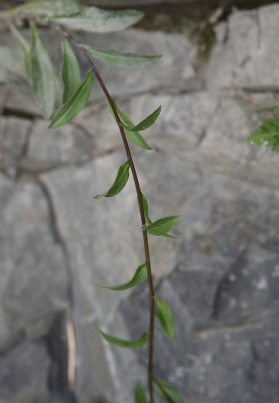 Изображение особи Aster bessarabicus.