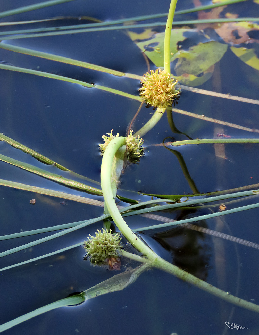 Image of Sparganium gramineum specimen.