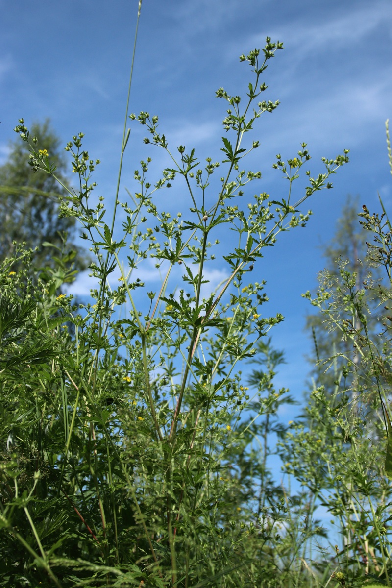 Image of Potentilla intermedia specimen.