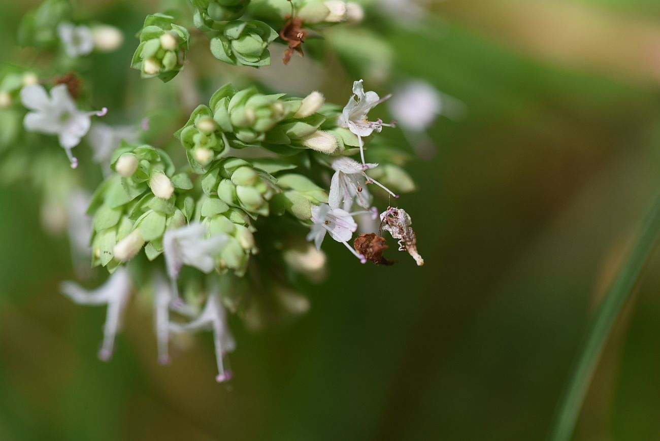 Image of Origanum vulgare ssp. viride specimen.