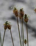 Plantago lanceolata. Соцветия. Грузия, Самцхе-Джавахети, пещерный монастырь Вардзиа, подножие каменистого склона. 13.06.2023.