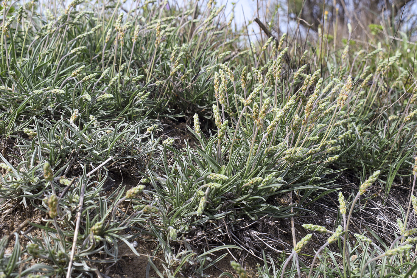 Image of Plantago albicans specimen.