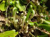 Phyllitis scolopendrium