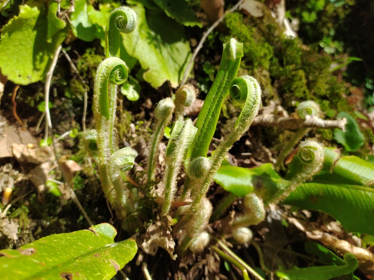 Image of Phyllitis scolopendrium specimen.