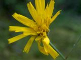 genus Hieracium. Соцветие-корзинка. Тверская обл., Кимрский р-н, окр. дер. Нутромо, край заболоченного участка в сосново-еловом бору, зеленомошная кочка на песчаной почве. 20.07.2023.