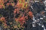 Drosera rotundifolia. Вегетирующие и плодоносящие растения в сообществе с Carex. Курильские о-ва, о-в Кунашир, кальдера вулкана Головнина, берег оз. Кипящее, поросший мхами топкий участок берега. 20.08.2022.