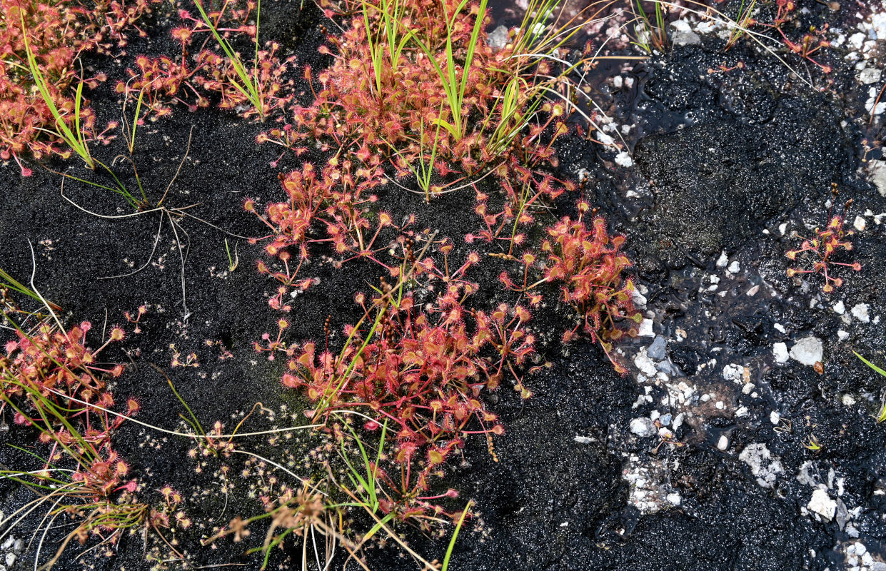 Изображение особи Drosera rotundifolia.