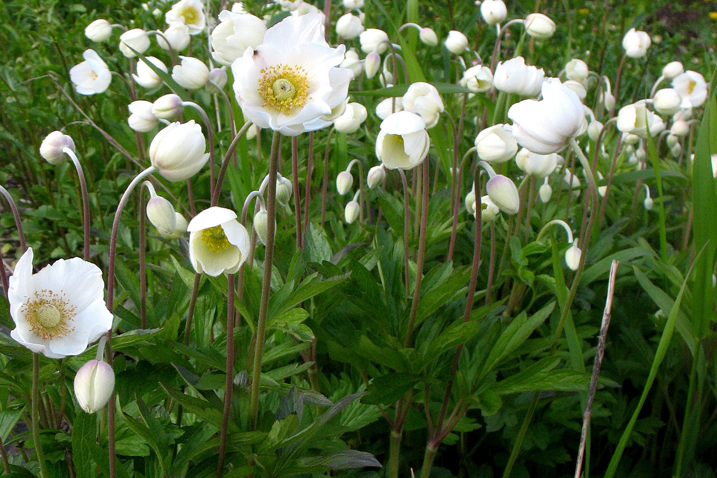 Image of Anemone sylvestris specimen.