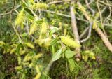 Salix excelsa. Верхушка срезанного цветущего побега. Казахстан, г. Астана, Алматинский р-н, парк им. Бауыржана Момышулы, в культуре. 26.04.2024.