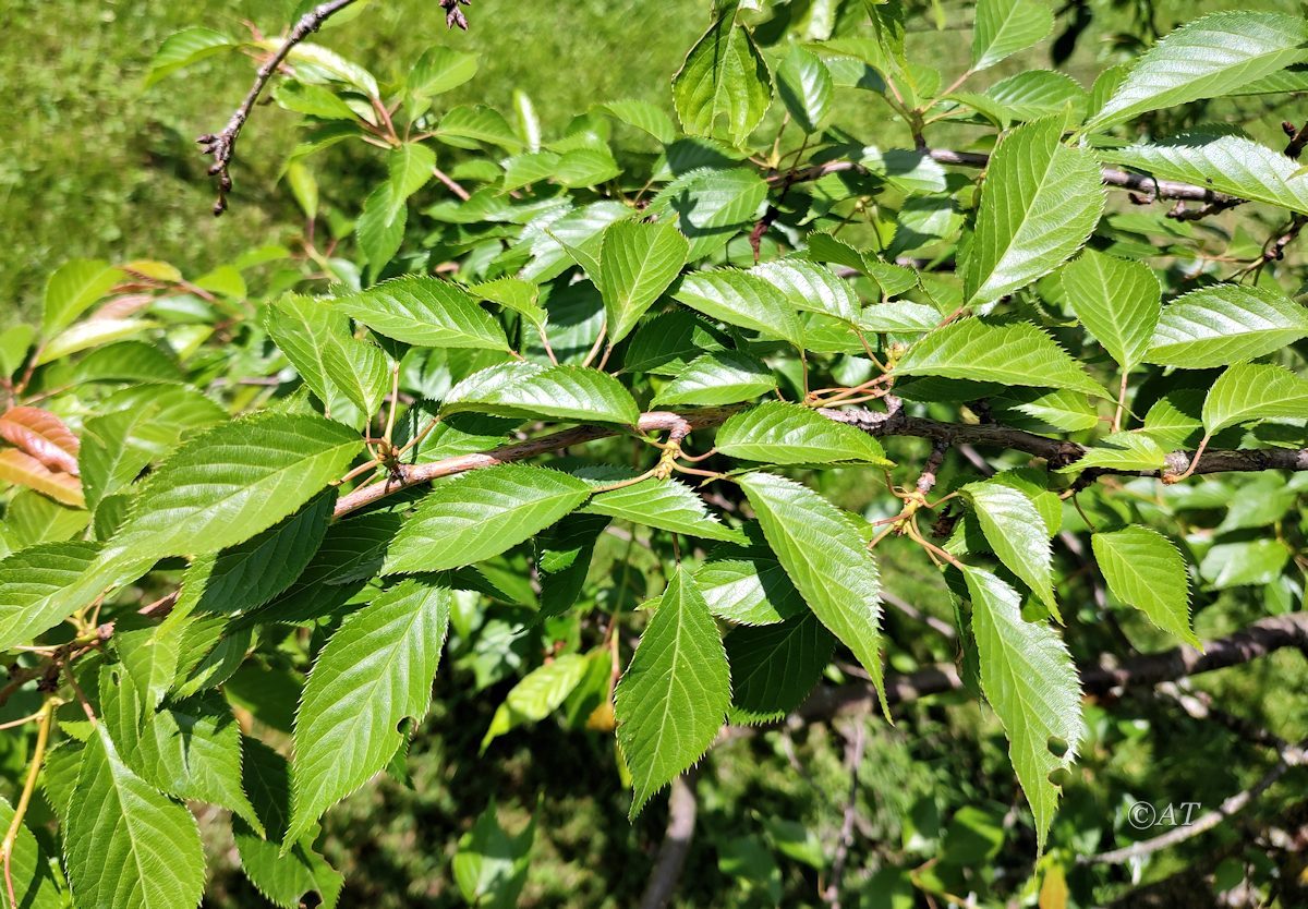 Изображение особи Prunus serrulata.