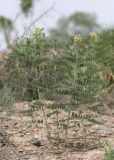 Pseudosophora alopecuroides
