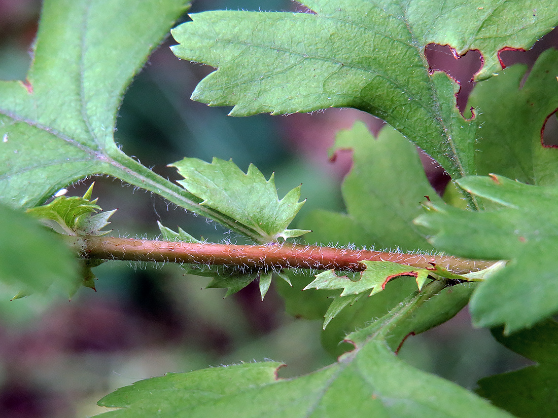 Изображение особи Crataegus monogyna.